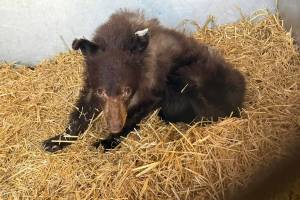 A bear cub hit by a vehicle could not survive its injuries and was humanely put down after being found in Whitevale in January 2026. (Northern Lights Wildlife Society photo)
